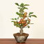 【あす楽】小品盆栽:姫りんご*(瀬戸焼変形鉢)【送料無料】bonsai