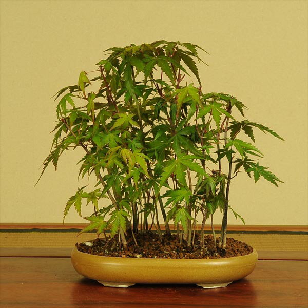 盆栽：山もみじ寄せ(陶器鉢）* bonsai