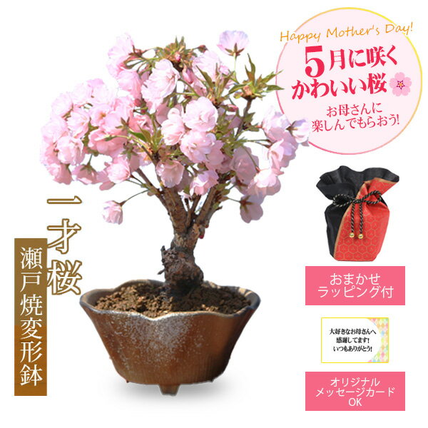 遅れてごめんね 母の日 ギフト プレゼント ◇楽天1位◇桜盆栽：母の日開花桜(瀬戸焼...