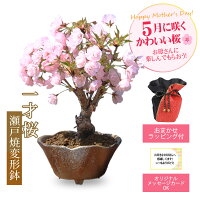 【母の日 プレゼント】◇楽天1位◇桜盆栽：母の日開花桜(瀬戸焼変形鉢)* 【送料無料...