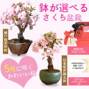母の日 ギフト プレゼント ◇楽天1位◇桜盆栽 鉢が選べる:母の日開花桜*