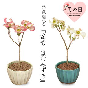 母の日　プレゼント　ミニ盆栽：ハナミズキ* 【送料無料】花水木(はなみずき)bonsai