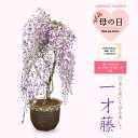 人気花物盆栽：桜・藤寄せ*陶器鉢【2024年開花終了】【送料無料】【桜盆栽】【さくら盆栽】【即日発送！】自宅でお花見 bonsai