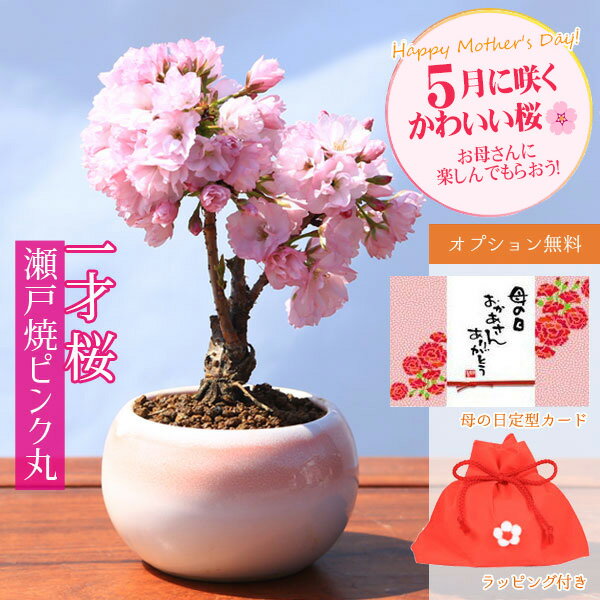 盆栽 特選：三河黒松*　現品 くろまつ　クロマツ　Kuromatsu bonsai 中品盆栽