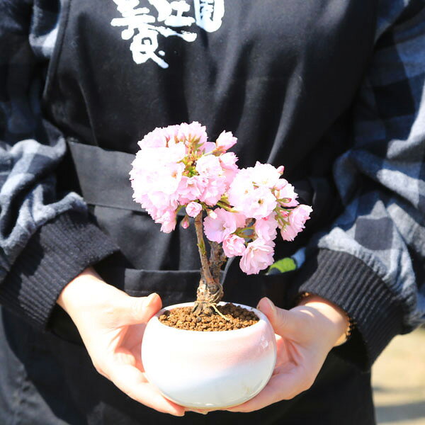母の日ギフト プレゼント ◇楽天1位◇桜盆栽：母の日開花桜（ピンク丸陶器鉢）* 【とびっきり可愛いラッピング付】【送料無料】【さくら盆栽】