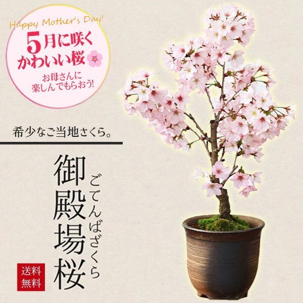 まだ間に合う 母の日 ギフト プレゼント 桜盆栽：母の日開花御殿場桜* 【送料無料】【さくら盆栽】