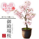 母の日 まだ間に合う ギフト プレゼント 桜盆栽:母の日開花御殿場桜 (瀬戸焼金吹鉢)*【送料無料】【さくら盆栽】