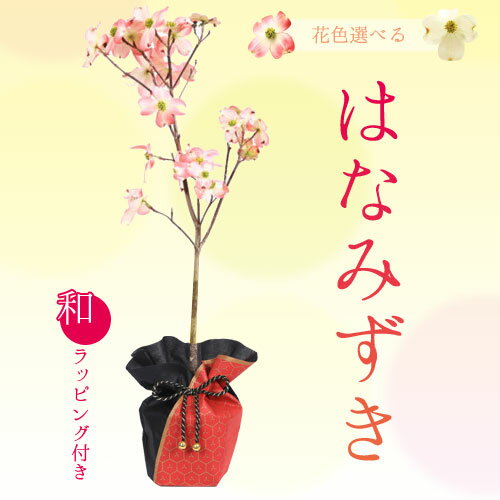 遅れてごめんね 母の日 ギフト プレゼント ：はなみずき（ハナミズキ）*　ラッピング付　送料無料bonsai