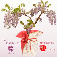 【母の日　プレゼント】：母の日開花藤*ラッピング付　ふじ プレゼント 鉢植え 鉢...