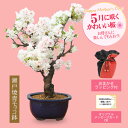 まだ間に合う 母の日 ギフト プレゼント 桜盆栽：母の日八重咲桜(瀬戸焼青モッコ鉢)*【送料無料】【ラッピング付】【さくら盆栽】bonsai