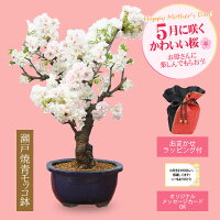 まだ間に合う 母の日 ギフト プレゼント 桜盆栽：母の日八重咲桜(瀬戸焼青モッコ鉢...