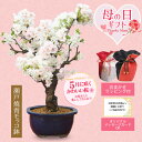 母の日 遅れてごめんね ギフト プレゼント 桜盆栽:母の日八重咲桜(瀬戸焼青モッコ鉢)*【送料無料】【ラッピング付】【さくら盆栽】bonsai