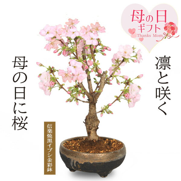 母の日 ギフト プレゼント 桜盆栽：母の日開花桜(信楽焼黒イブシ金彩鉢)*【送料無料】【ラッピング付...