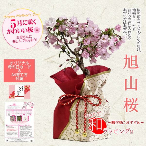 まだ間に合う 母の日 ギフト プレゼント 桜：母の日旭山桜(大)*和風ラッピング付【送料無料】【ラッピング付】【サクラさくら盆栽】