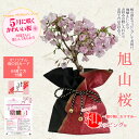 【母の日　プレゼント】桜：母の日旭山桜(大)*和風ラッピング付【送料無料】【ラッピング付】【サクラさくら盆栽】