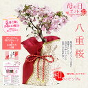 母の日 まだ間に合う ギフト プレゼント 桜:母の日八重桜*和風ラッピング付【送料無料】【ラッピング付】【サクラさくら盆栽】