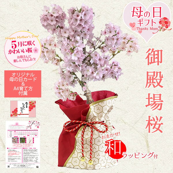 母の日ギフト プレゼント ：母の日開花御殿場桜*和風ラッピング付【送料無料】【ラッピング付】【サクラさくら盆栽鉢植え育てる】