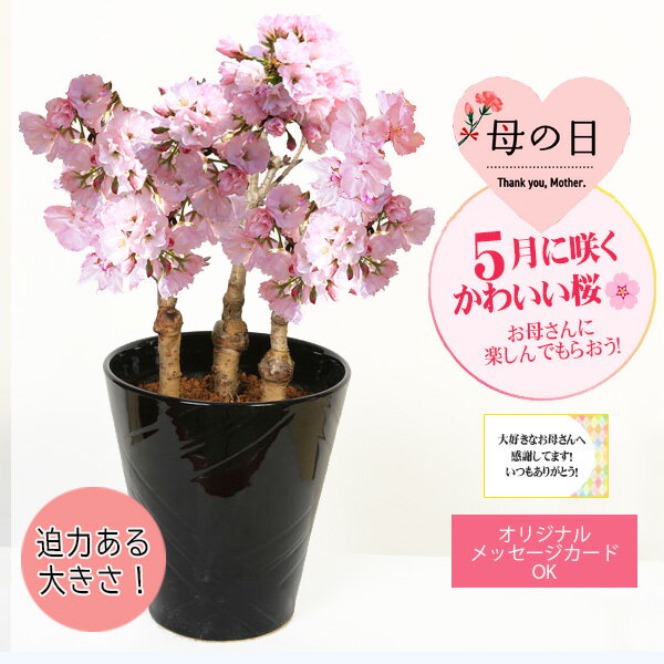 遅れてごめんね 母の日 ギフト プレゼント 桜盆栽：母の日開花桜3本寄せ(瀬戸焼黒鉢)* 【送料無料】【ラッピング付】【さくら盆栽】bonsai