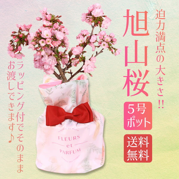 盆栽 遅れてごめんね 母の日 ギフト プレゼント 桜：母の日旭山桜(大)〇*プラ鉢（母の日メッセージカードと洋風ラッピング付）【送料無料】【ラッピング付】【サクラさくら盆栽】