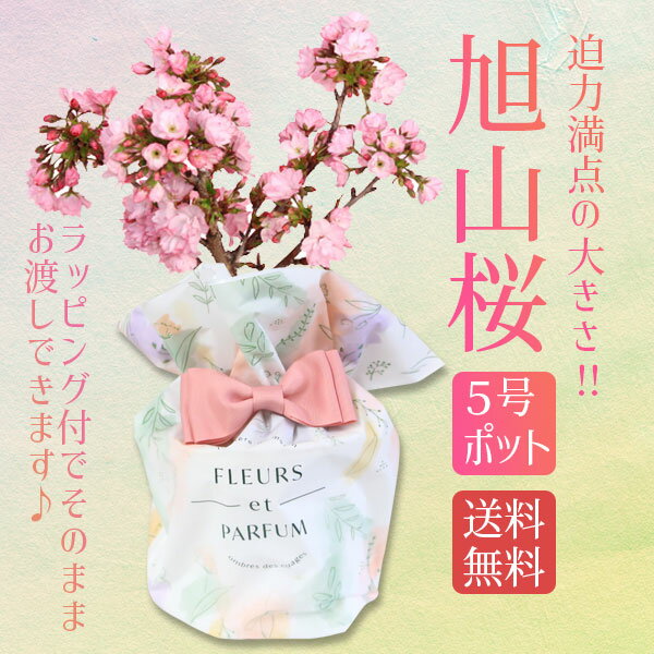 盆栽 遅れてごめんね 母の日 ギフト プレゼント 桜：母の日旭山桜(大)〇*プラ鉢（母の日メッセージカードと洋風ラッピング付）【送料無料】【ラッピング付】【サクラさくら盆栽】