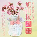 【母の日　プレゼント】桜：母の日旭山桜(大)〇*プラ鉢（母の日メッセージカードと洋風ラッピング付）【送料無料】【ラッピング付】【サクラさくら盆栽】