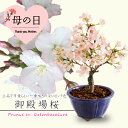 母の日 遅れてごめんね ギフト プレゼント 桜盆栽:母の日御殿場桜(国産輪花藍色鉢)* 【送料無料】【さくら盆栽】bonsai