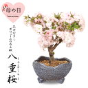 【母の日 プレゼント】桜盆栽：母の日八重桜(高級信楽焼鉢)* 【送料無料】【さくら盆栽】bonsai