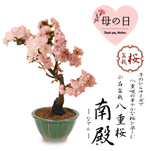 遅れてごめんね 母の日 ギフト プレゼント 桜盆栽：母の日八重桜(国産みどり輪花鉢)* 【送料無料】【さくら盆栽】bonsai