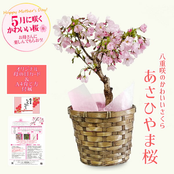 遅れてごめんね 母の日 ギフト プレゼント 桜：母の日旭山桜(大)バスケット付*鉢花 鉢植え サクラ【送料無料】【さくら】【サクラbonsai