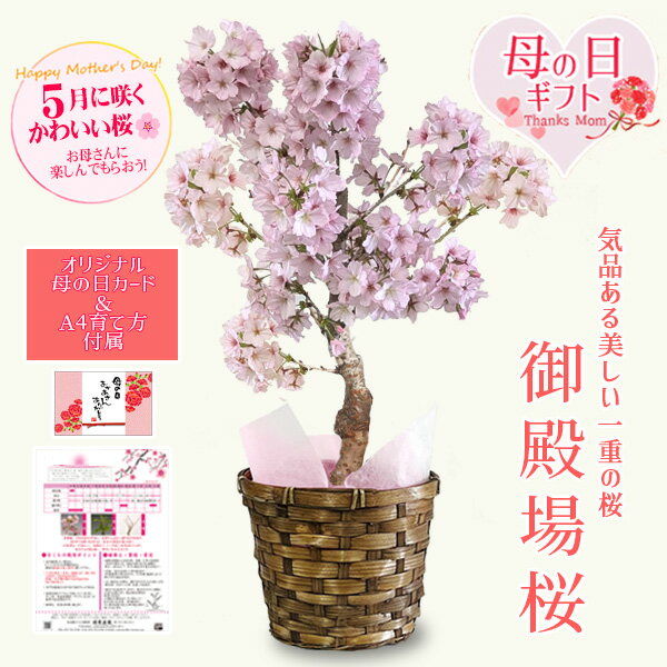母の日ギフト プレゼント 桜：母の日開花御殿場桜 バスケット付*鉢花 鉢植え苗木 サクラ【送料無料】【さくら】【サクラbonsai】