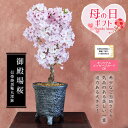 母の日 まだ間に合う ギフト プレゼント 桜盆栽:母の日開花御殿場桜(信楽焼黒釉丸深鉢)* 【送料無料】【さくら盆栽】