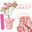 母の日 まだ間に合う ギフト プレゼント 鉢花:カルミア*アメリカシャクナゲ*【ラッピング付】【送料無料】