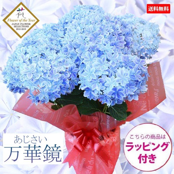 即日出荷　ギフト プレゼント ◇楽天1位◇：アジサイ（紫陽花） “万華鏡”*あじさい【ラッピング付】【送料無料】