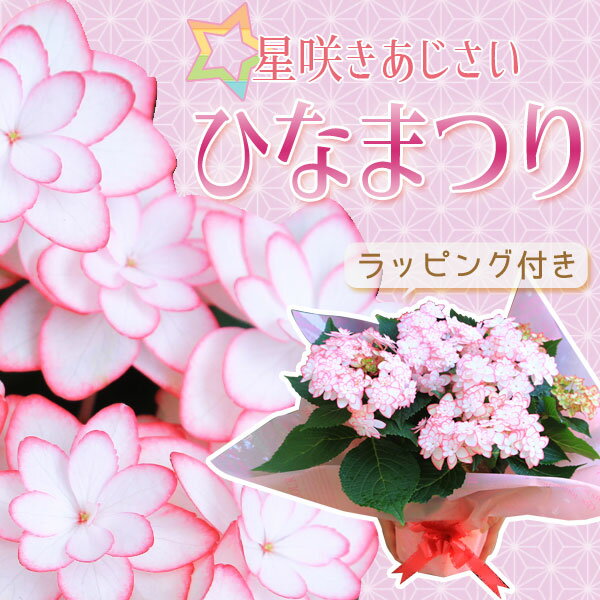 遅れてごめんね 母の日 ギフト プレゼント 【送料無料】：アジサイ（紫陽花） “ひなまつり”*【ラッピング付】