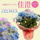 【4月に贈る母の日】　プレゼント：アジサイ　紫陽花　佳澄2色MIX*ラッピング付　かすみ