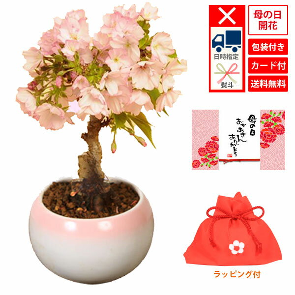 【母の日 プレゼント】(ご予約受付中) ◇楽天1位◇桜盆栽：母の日開花桜(瀬戸焼ピンク丸鉢)* 【ラッピング付】【さくら盆栽】