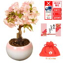 【母の日 プレゼント】(ご予約受付中) ◇楽天1位◇桜盆栽：母の日開花桜(瀬戸焼ピンク丸鉢)* 【送料無料】【ラッピング付】【さくら盆栽】