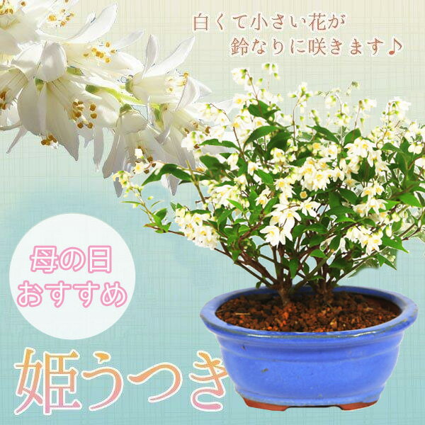 小品盆栽：母の日開花姫うつぎ(楕