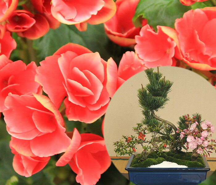 まだ間に合う 母の日 アイテム口コミ第1位