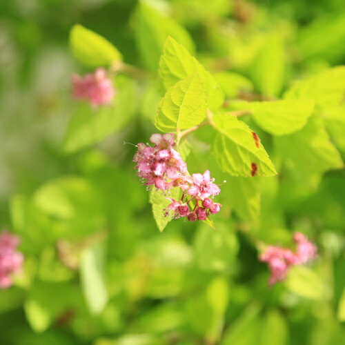 桃色 人 社会 地球の新しい未来へ