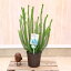 観葉植物 苗:エリカ セッシフローラ*5号 大