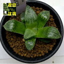 多肉植物：ハオルチア 白銀ピクタ 幅6cm