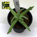 多肉植物：ケイリドプシス　ベロクス*幅10cm