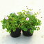 花苗 観葉植物:オキザリス オックスローズ*2個セット