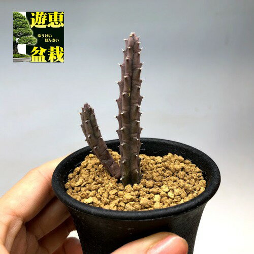 多肉植物：ガガイモ　フェルニア　ヒスロピー*幅2cm