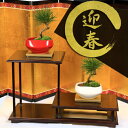 モダン盆栽：迎春黒松*黄金受け皿付【鉢色お選びください】【送料無料】bonsai