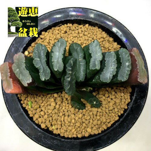 多肉植物：ハオルチア 玉扇*幅10cm　現品！一品限り