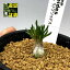 多肉植物:オーニソガラム リトプソイデス*葉幅2.5cm