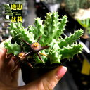 多肉植物：ガガイモ デュバリア カエスピトーサ 葉幅8cm