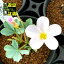 多肉植物:オキザリス フラバ*葉幅12cm